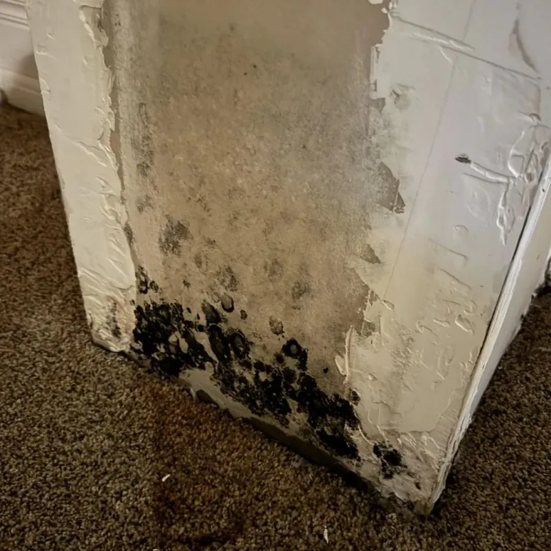 Professional Mold Removal in Wetumka, OK